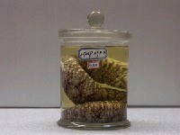 藏品(豹紋勾吻鯙)的圖片